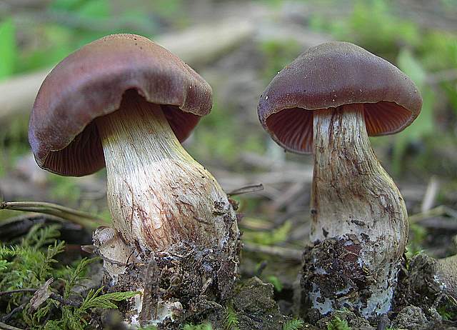 Cortinarius spec. Cod.:2899-07